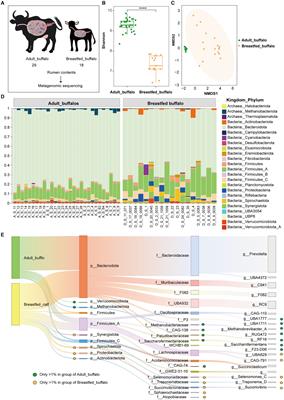 Age-related compositional and functional changes in the adult and breastfed buffalo rumen microbiome